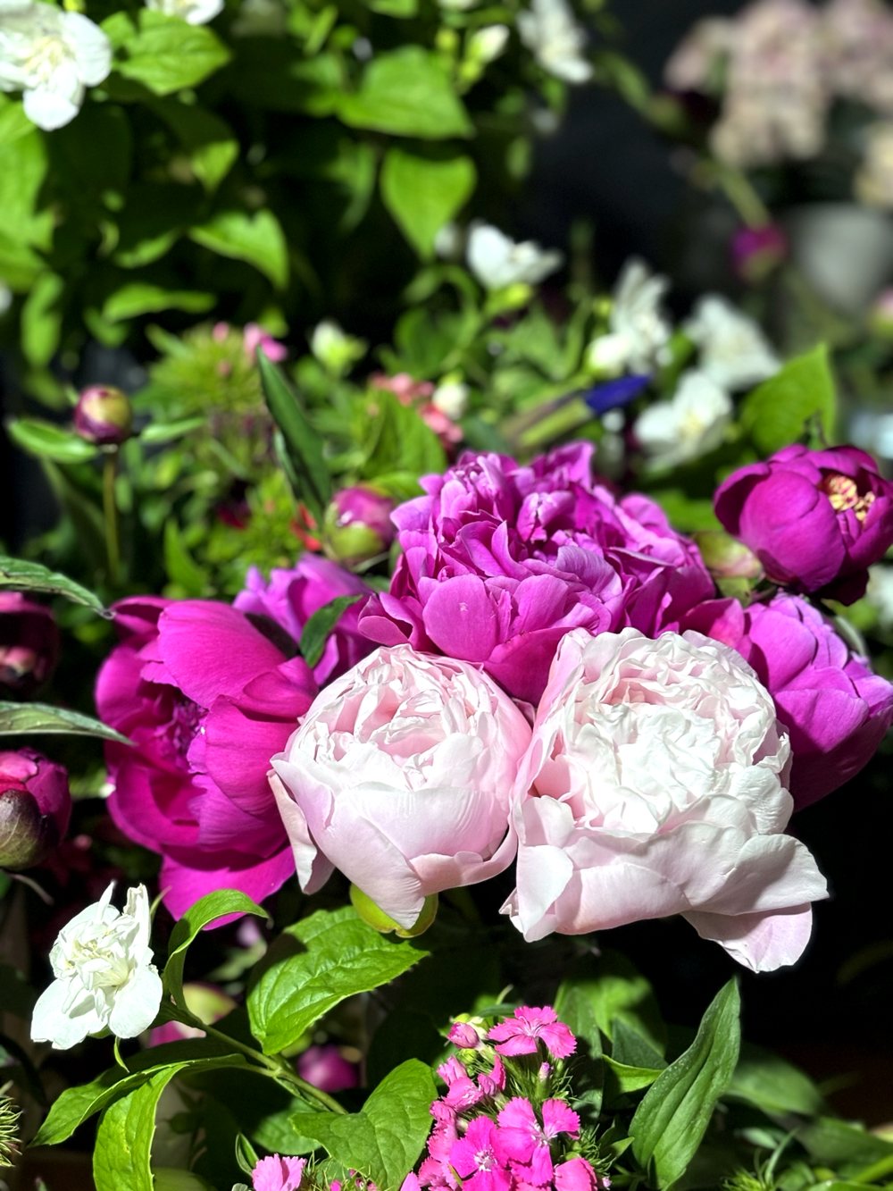 坂巻農園の花（芍薬）